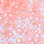 Mixed Sizes Neon Peach Pink AB Glass Flat Back Rhinestones For Nail Art WholesaleRhinestone