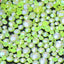 Mixed Sizes Mocha Shimmer Citrine Glass Flat Back Rhinestones For Nail Art WholesaleRhinestone