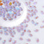 Elongated Hexagon Shape Charm Purple Flat Back Fancy Rhinestones WholesaleRhinestone